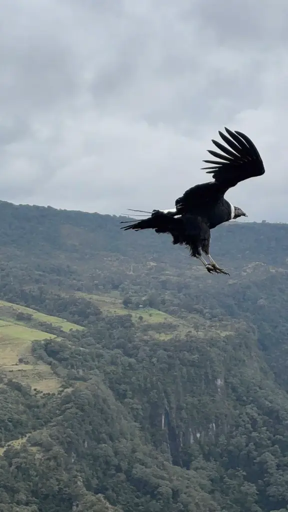 Purace Condor.webp