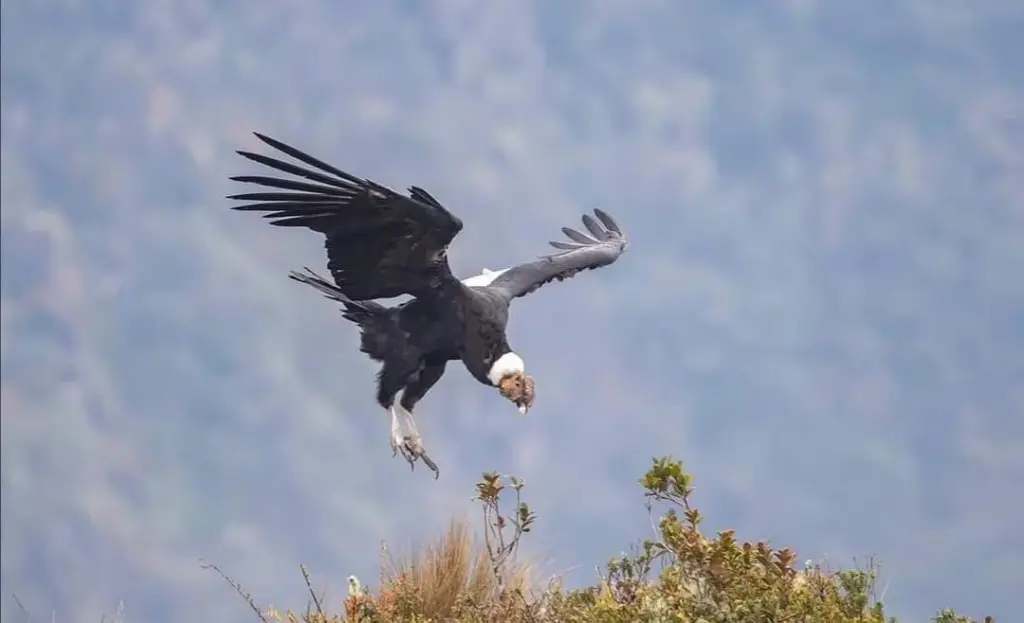 Purace Condor8.webp