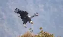 Purace Condor8.webp