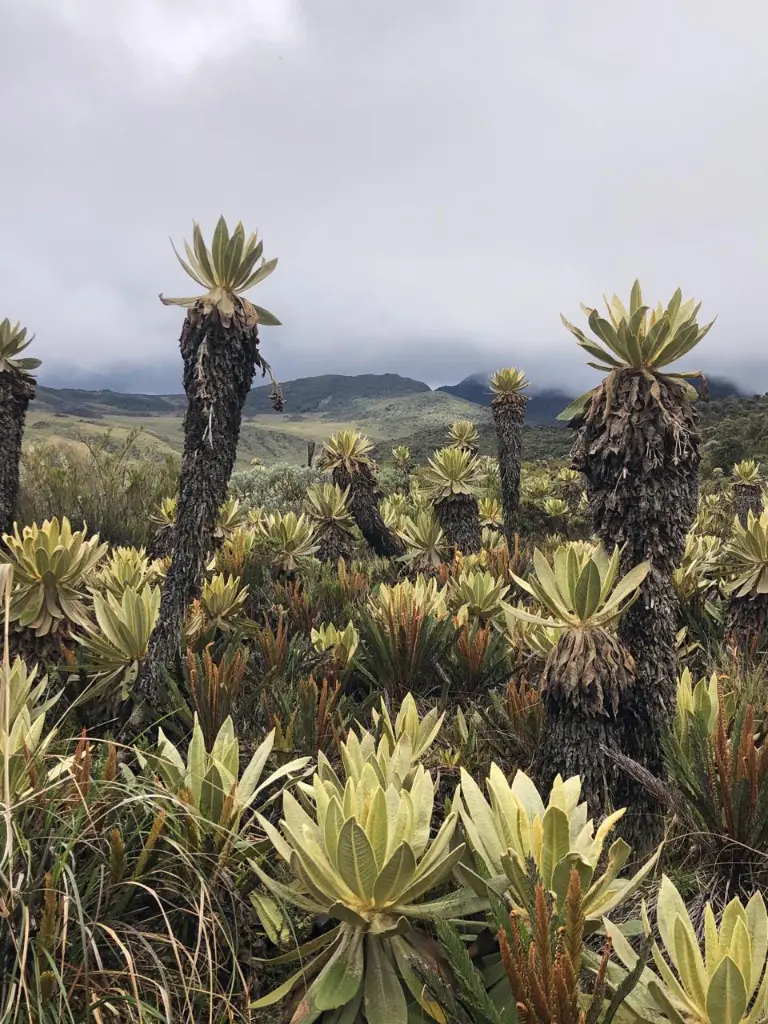 Purace Frailejones.webp
