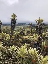 Purace Frailejones.webp