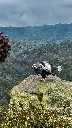 Purace Condor5.webp