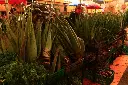 151565310006_gf15.webp