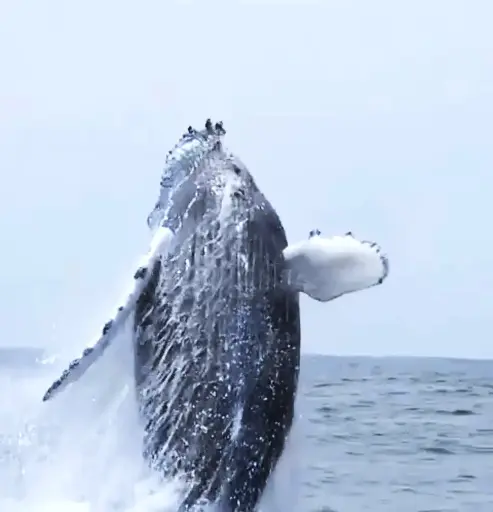 Conexion con el Pacifico Colombiano y las Ballenas Jorobadas