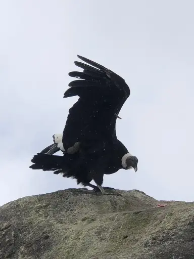 Purace desde San Agustin Intercambio Cultural y de Naturaleza en el Templo del Condor
